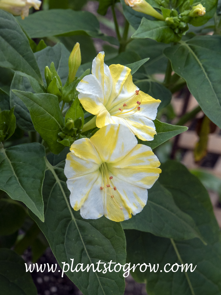 Four O' Clock Flower Lemon Swirl (Mirabilis jalapha) 
A white flower with the lemon coloration.